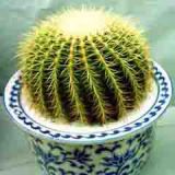 金琥 